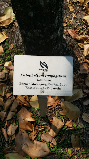 Calophyllum Inophyllum