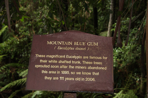 Plaque reads: 'Mountain Blue Gum (Eucalyptus deanei) These magnificent Eucalypts are famous for their white shafted trunk. These trees spouted soon after the miners abandoned this area in 1896, so...