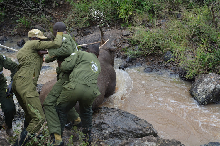 Kenya Wildlife Service Veterinary and Capture Rangers rescue a black rhino from a river at the Nairobi National Park on January 16, 2024.
