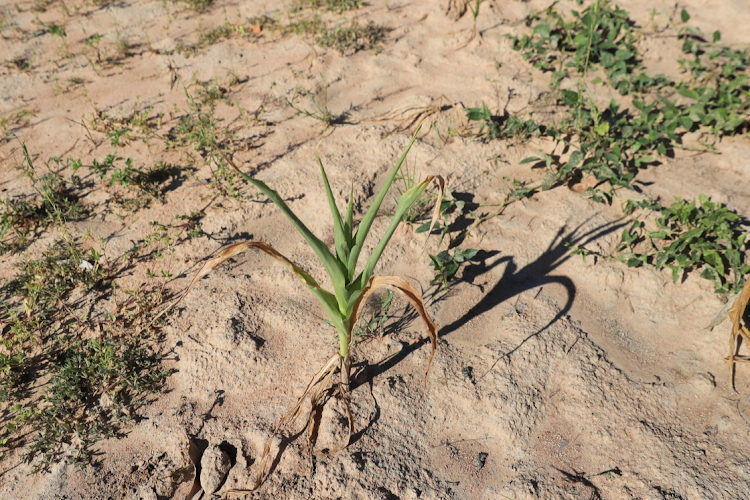 A wilted maize crop in Mumijo, Buhera district, east of the capital Harare, Zimbabwe. Picture: PHILIMON BULAWAYO/REUTERS