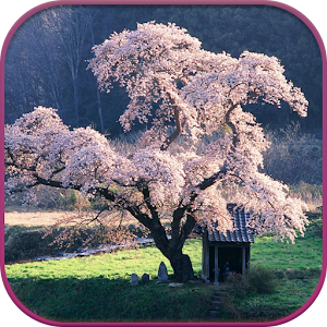 Download HD Sakura Live Wallpaper For PC Windows and Mac
