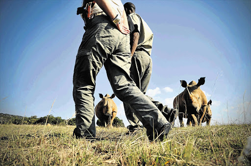 UNDER SIEGE: Civilians help to watch over rhinos in the Waterberg region as poachers continue to decimate the local population