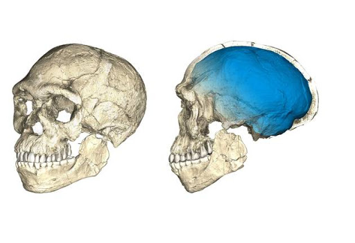 Two views of a composite reconstruction of the earliest known Homo sapiens fossils from Jebel Irhoud in Morocco, based on micro computed tomographic scans of multiple original fossils, are shown in this undated handout photo obtained by Reuters. Dated to 300 thousand years ago these early Homo sapiens already have a modern-looking face that falls within the variation of humans living today. However, the archaic-looking virtual imprint of the braincase (blue) indicates that brain shape, and possibly brain function, evolved within the Homo sapiens lineage.