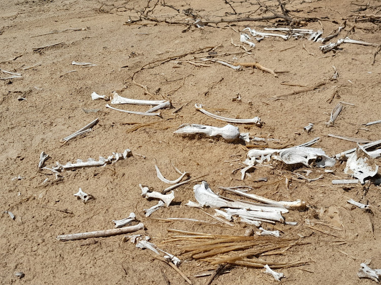 Remains of flamingos attacked by predators on the shores of alkaline Lake Bogoria taken on Saturday.