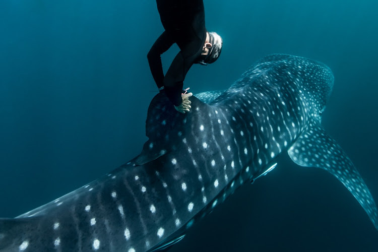 Marine biologist Brad Norman undertakes the delicate operation of tagging a whale shark, the world's biggest fish.