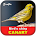 Canary singing