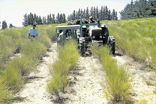 A farmer harvests rooibos in the Cape. The lack of a proper legal framework in South Africa to protect the crop is hampering efforts to register rooibos as a geographical indication (GI) in Europe