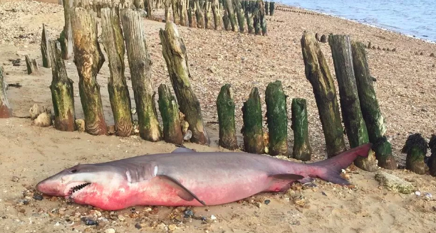 On Saturday, locals walking on Lepe beach in Hampshire discovered a dead shark