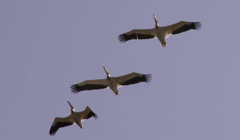 Пеликаны прилетели