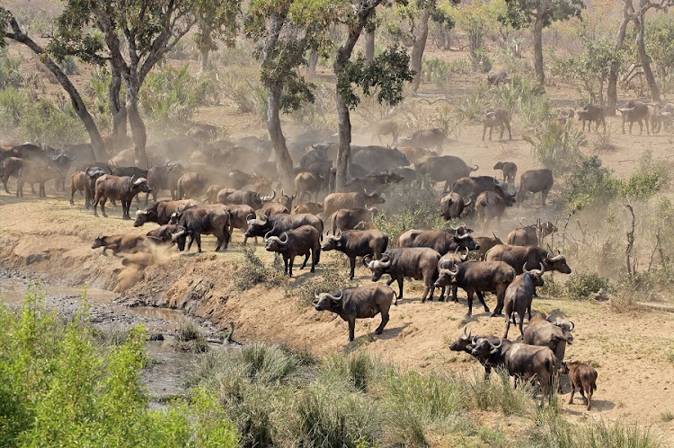 African buffalo. Picture: Picture: ISTOCK