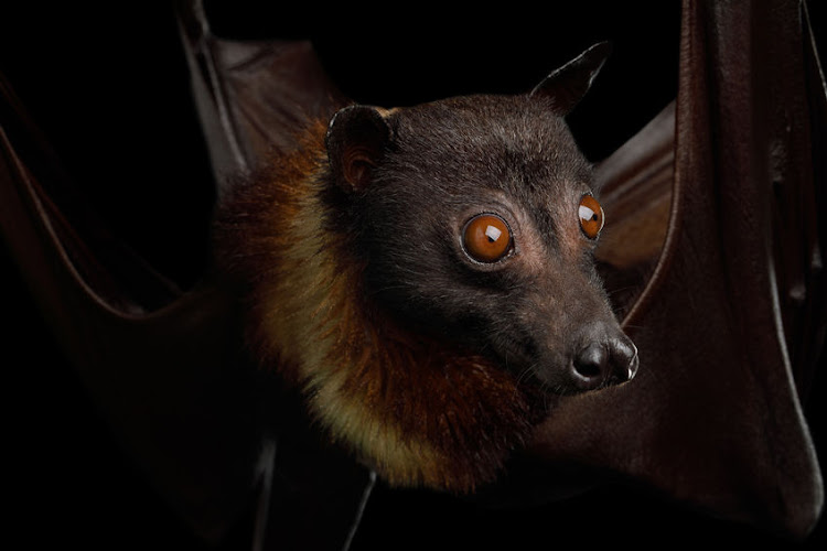 Bats scatter viruses in their saliva, urine, blood and excrement. The viruses can enter humans through direct contact or via other animals hosts. File photo.