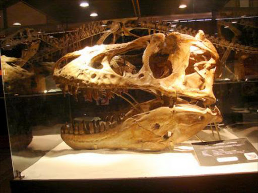 Tyrannosaurus bataar's skull