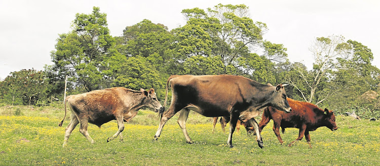 Walter Sisulu student leaders are accused of slaughtering a cow on campus.