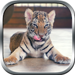 Real Tiger Cub Simulator Apk