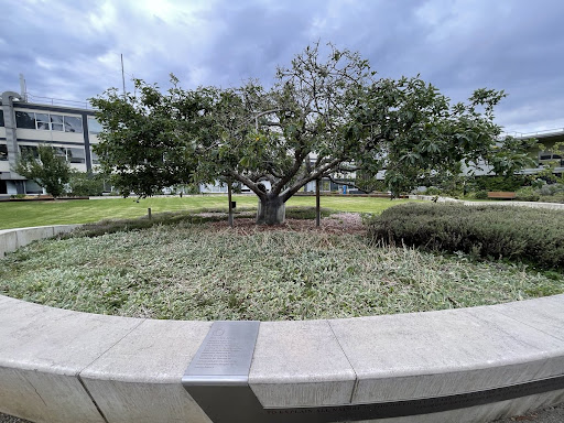 NEWTON'S APPLE Newton's Apple tree, the Flower of Kent variety, was planted in 1975 and is a cutting from the original tree from which Sir Isaac Newton reportedly observed an apple fall, prompting...