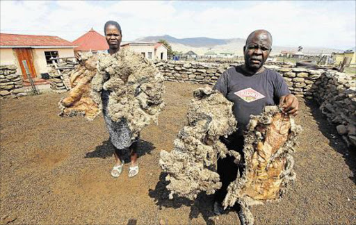 MYSTERY: JANUARY 24, 2016: Maphelo Mamba, 73, right, (RIGHT is worried about the mysterious animal that is killing sheep at his Nyandeni Village of Lotha in Dutywa. Here Mamba and resident Nosicelo Makinana, left, (LEFT) hold some of the sheep hides after her aunt Babiyana Nazo had 13 of her sheep killed by the mysterious animal