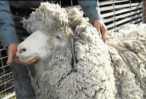 SHAGGY SHAUN: World record wool yield beckons