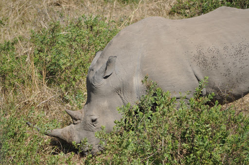 Rhino. File photo.