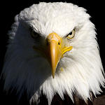 free live eagle wallpapers Apk