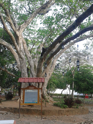 Árbol De La Vida