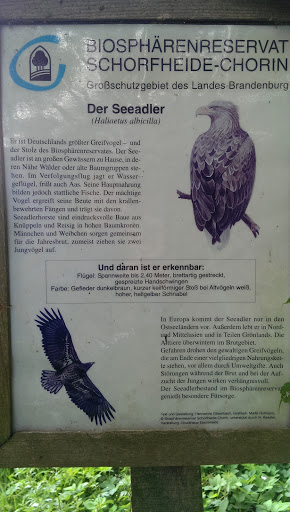 Seeadler