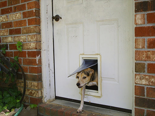 A dog door in action. File photo.