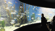 SEE THE SIGHTS: Visit Melbourne Aquarium on a discount pass Picture: GALLO IMAGES/THINKSTOCK