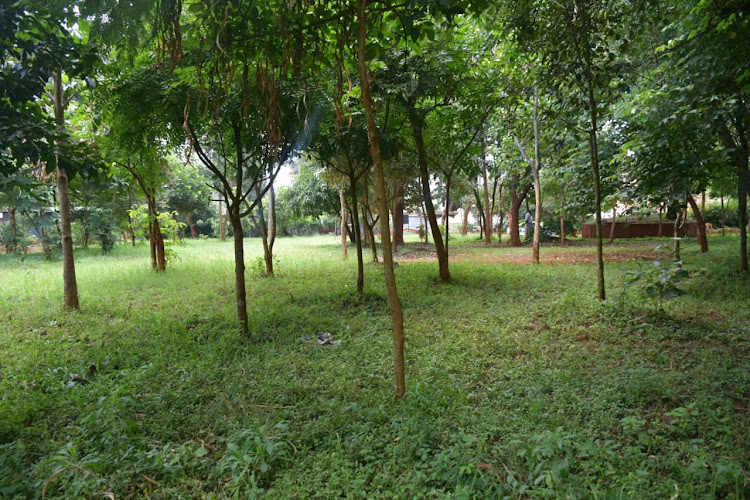 Mugumo grounds in Thika where the biggest fig tree was struck by lightning during the struggle for independence. kenya got independence after the tree fell as prophesied by Mugo Kibiru a Kikuyu community seer