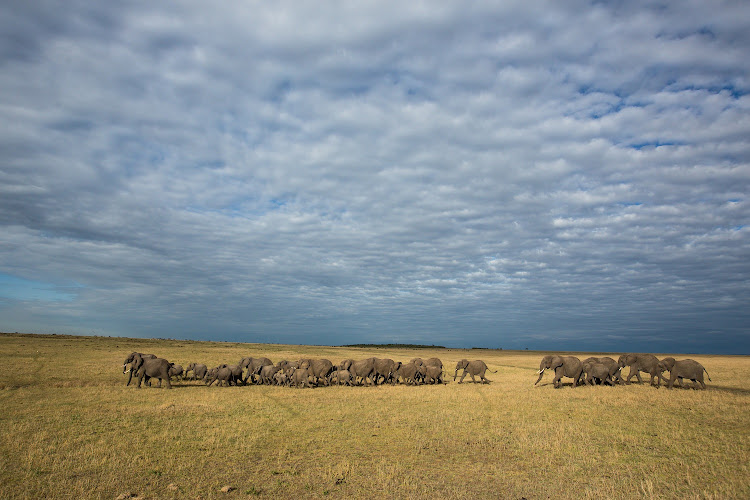 Lamai large herd of elephant near the Mara River Tented Camp.
