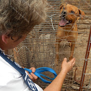 Some of the dogs were found locked in cages during the second inspection of the property in Soweto.