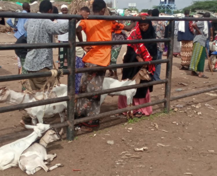 Livestock traders at the Garissa livestock market on Tuesday morning. The IEBC commission said it will post registration clerks at the market to capture those at the market in the month long exercise.