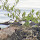 Birds (Aves) of Utila, Bay Islands, Honduras