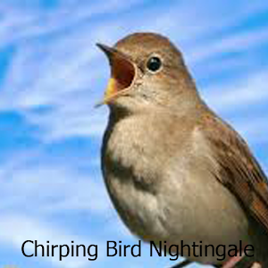 Chirping Bird Nightingale.apk 1.0