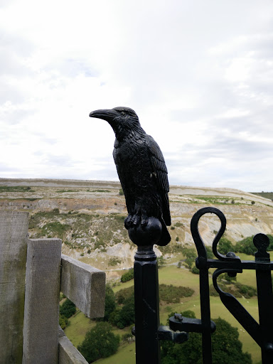 Crow Of Castell Dinas