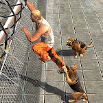 Prisoner Escape - Police Dog Apk