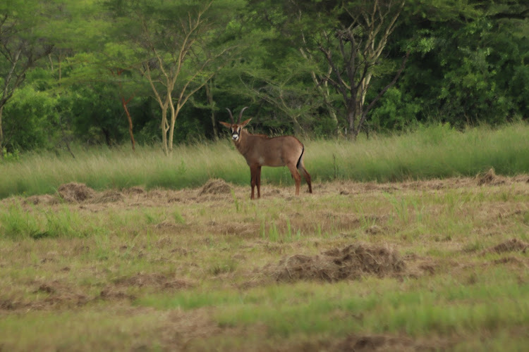 A roan antelope at their sanctuary in Ruma National Park in Homa Bay on April 29,2023