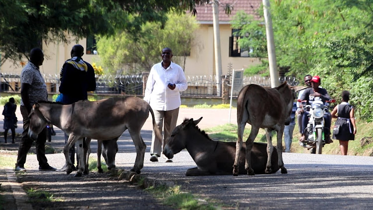 Donkeys lie on the road in Homa Bay town and interfere with business operations
