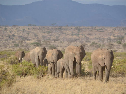 A file photo of Elephants. /AGENCIES