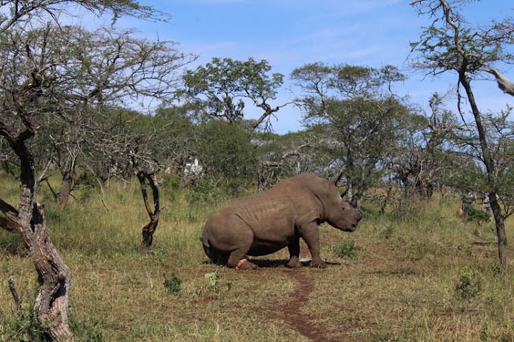 After the horn has been removed from the immobilised rhino‚ an antidote is injected to allow the animal to regain full consciousness and return to freedom.