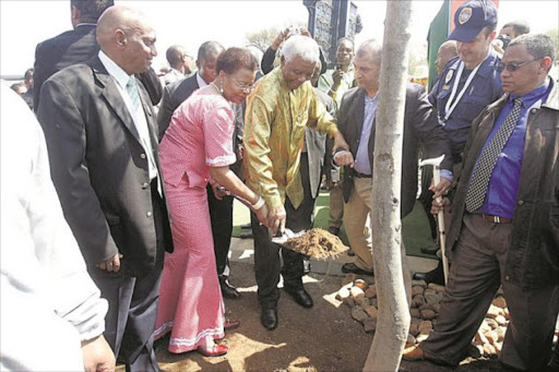 mandela tree