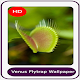 Download Venus Flytrap Wallpaper HD For PC Windows and Mac 1.0