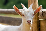 A goat. File photo.