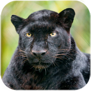 black panther torrent download google docs