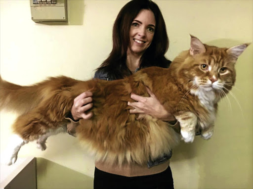 HANDFUL: Omar the maine coon weighs 14kg and measures 120cm long. He might be the longest cat in the world. He is seen here with his 'mom' Stephy Hirst in Melbourne, Australia