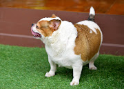 Obesity is the number one health risk facing SA's pets, according to pet food brand Hills.