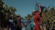 Screengrab from documentary trailer Bitter Grapes — Slavery in the Vineyards