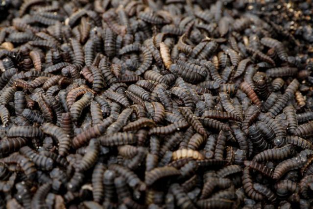 The larvae of black soldier flies are seen in the InsectiPro farm in Red Hill, Kiambu County./REUTERS