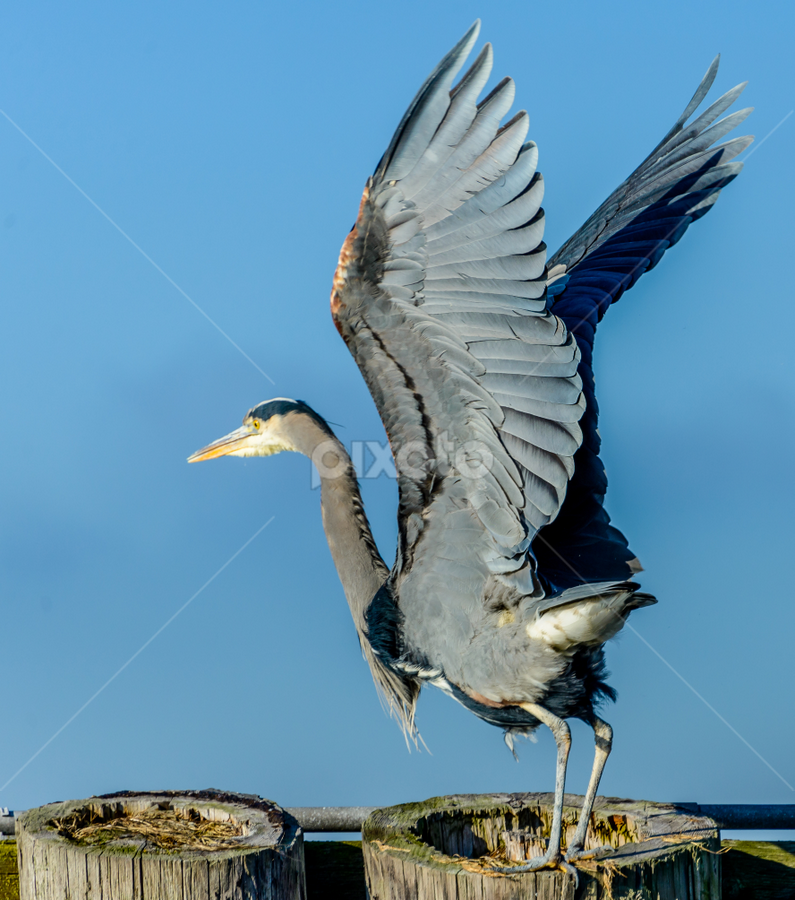 Big Boulder - Blue Heron Lift 