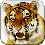Bengal Tiger Live Wallpaper Apk