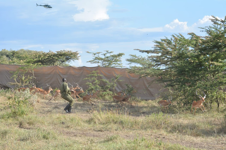 A KWS officer tries to capture the animals during the ongoing mass capture and translocation of various herbivorous species at Olmorogi ranch in Naivasha on April 9, 2024.